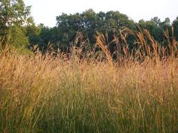 Big Bluestem