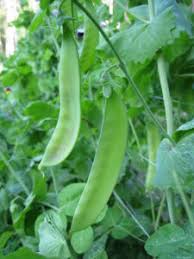 Alaska Pea