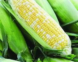 Ambrosia F1 Treated Corn