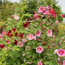 Bouquet of pink and red flowers with green leaves