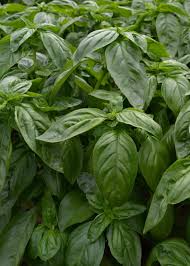 Sweet Italian Large Leaf Basil