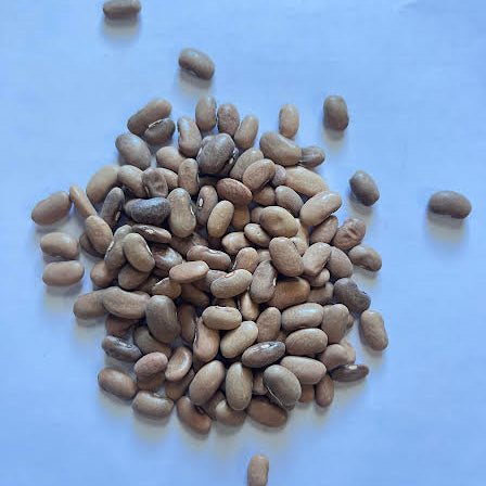 Kentucky Wonder Pole Green Bean