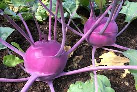 Purple kohlrabi plant with green leaves in a garden setting