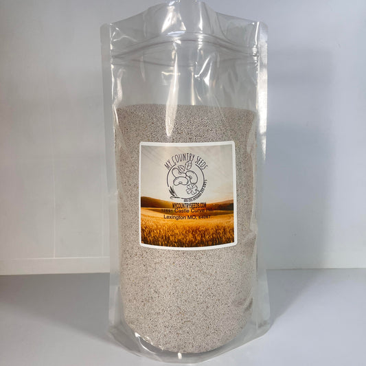 Ladino White Clover