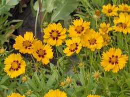 Yellow flowers with brown centers in a natural setting