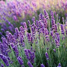Lavender Vera