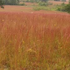 Little Bluestem