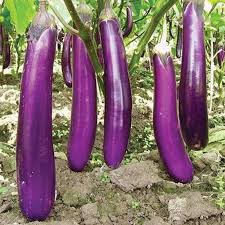 Purple eggplants hanging from a vine with green leaves.