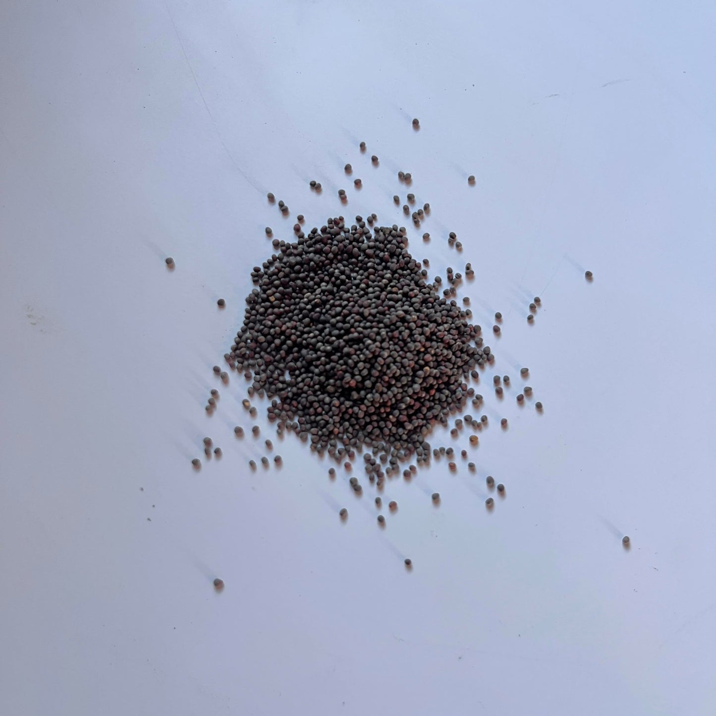 Tatsoi