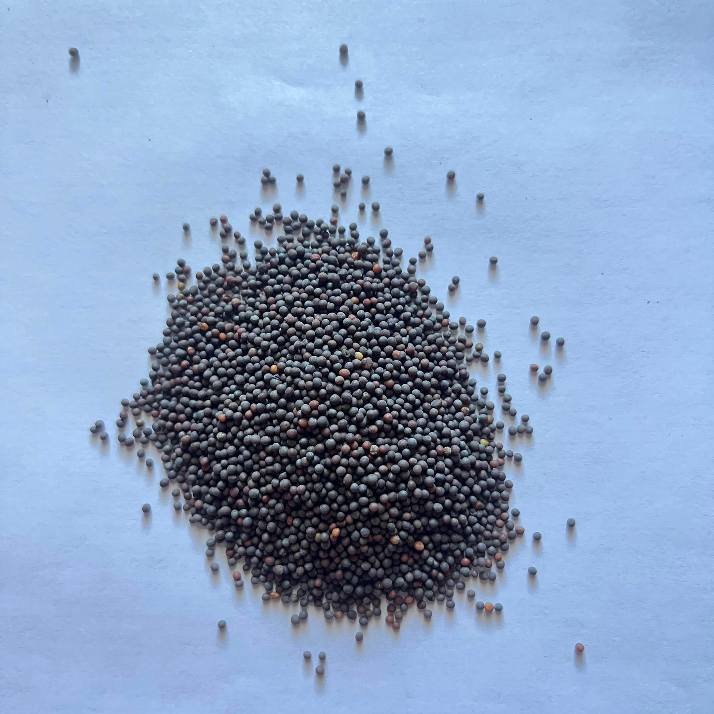 Flordia Broadleaf Mustard