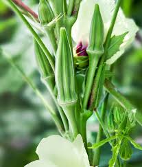 Close-up of green okra plants with flowers on a blurred green background