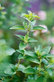 Vulgare Oregano