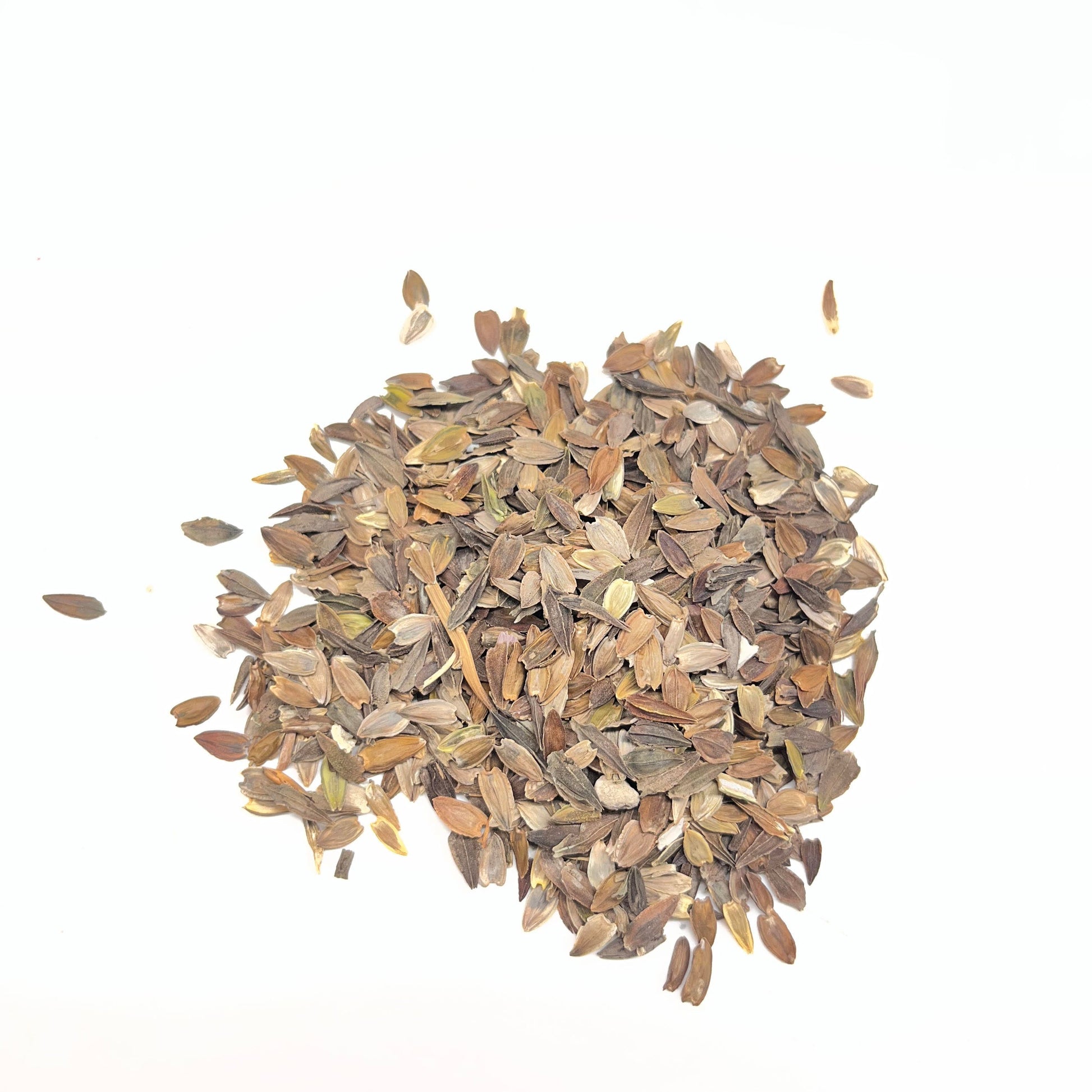 Heap of zinnia flower pods on a white background