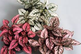 Pink and white polka dot plant on a light gray background