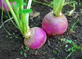 The Winter Draw (Trophy Rape, Purple Top Turnips, Forage Radish)