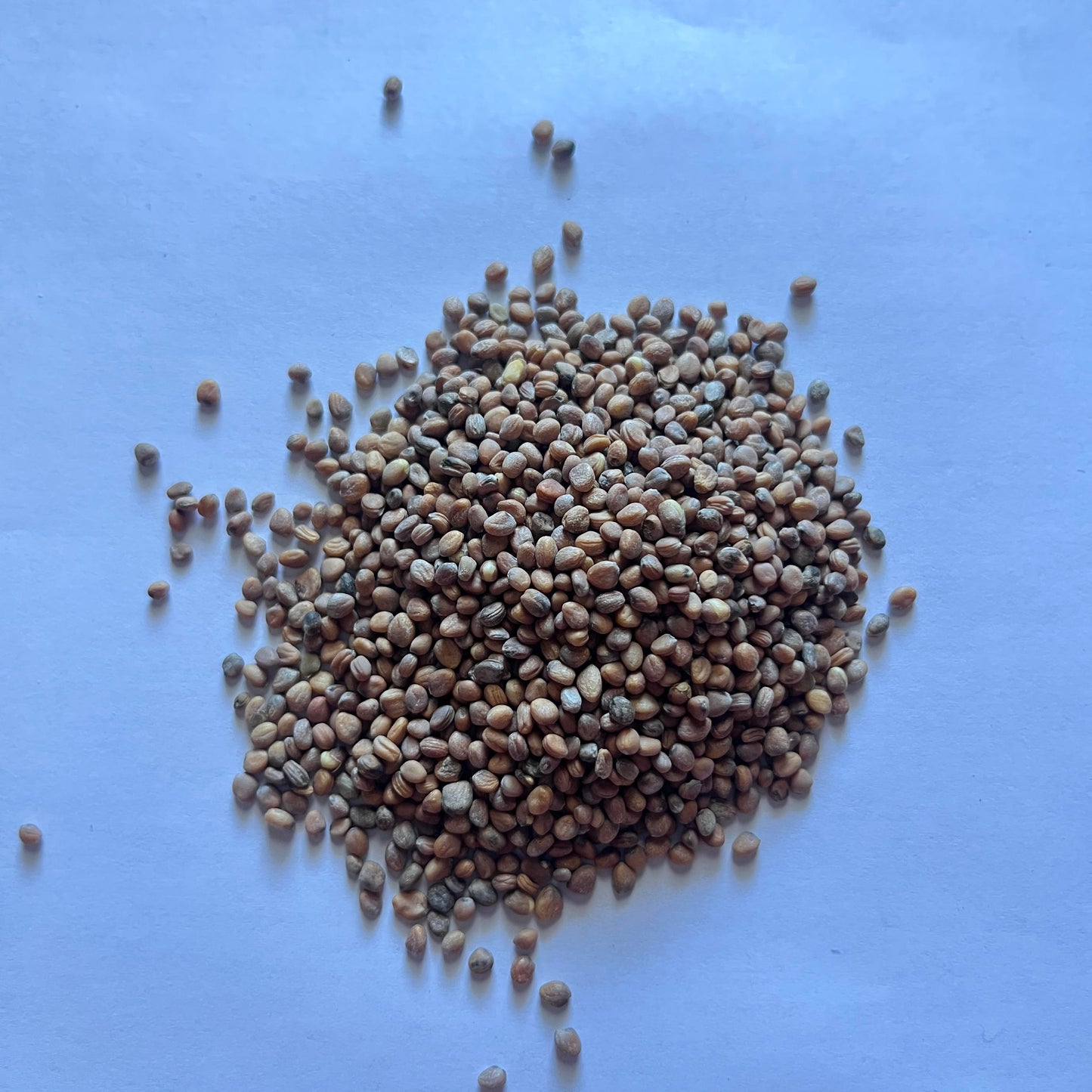 Cherry Belle Radishes