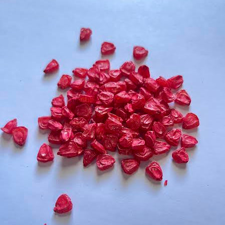 Ambrosia F1 Treated Corn