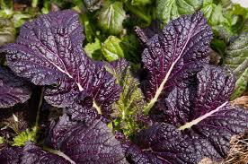 Red Giant Mustard