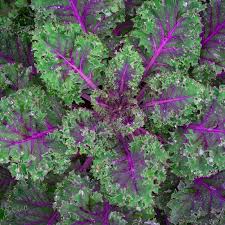 Red Russian Kale