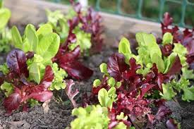 Salad Greens Mix