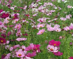 Field of pink and purple flowers on a grassy background