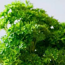 Close-up of fresh green parsley leaves