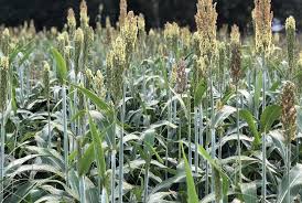Peak + Plot (Wheat, Sorghum Sudan, Cowpeas, Roundup Soybeans, Crimson Red Clover)