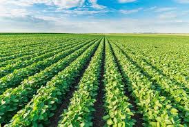 Peak + Plot (Wheat, Sorghum Sudan, Cowpeas, Roundup Soybeans, Crimson Red Clover)