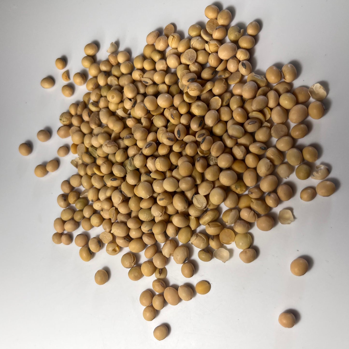Roundup Soybeans