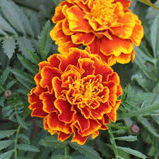 Close-up of two bright orange marigold flowers with green leaves in the background