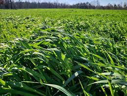 The Frosted Field (Austrian Winter Peas, Wheat, Crimson Red Clover, Oats)