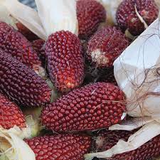 Close-up of red corn cobs with white husks.