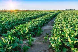 Sugar Beets
