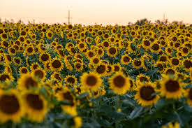 Strutline Select (Chufa, Milo, Sunflowers, Crimson Red Clover, Cowpeas)
