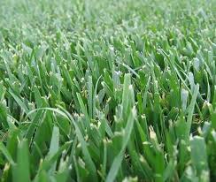 Close-up of green grass with dew drops