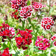 Close-up of red and pink flowers with green leaves
