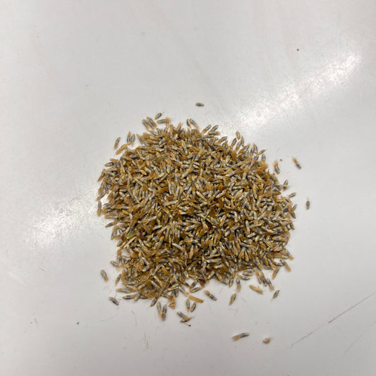 Small pile of flower seeds on a white surface