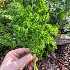 Hand holding a bunch of fresh green parsley in a garden setting