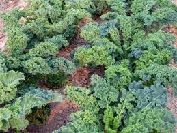 Vates Blue Curled Kale