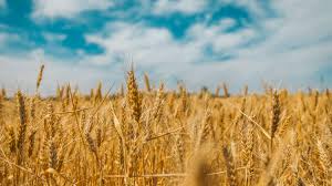 Peak + Plot (Wheat, Sorghum Sudan, Cowpeas, Roundup Soybeans, Crimson Red Clover)