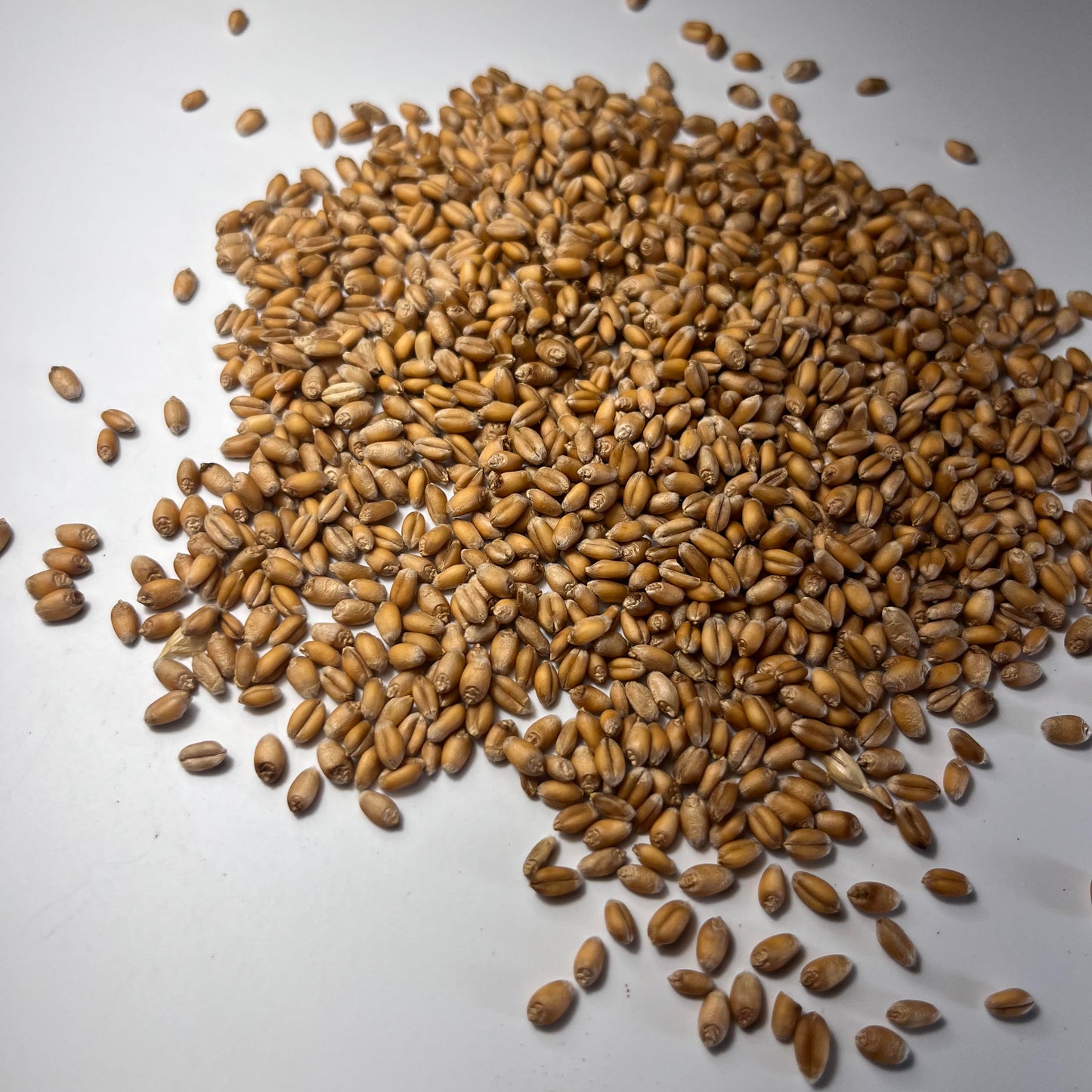 Triticale