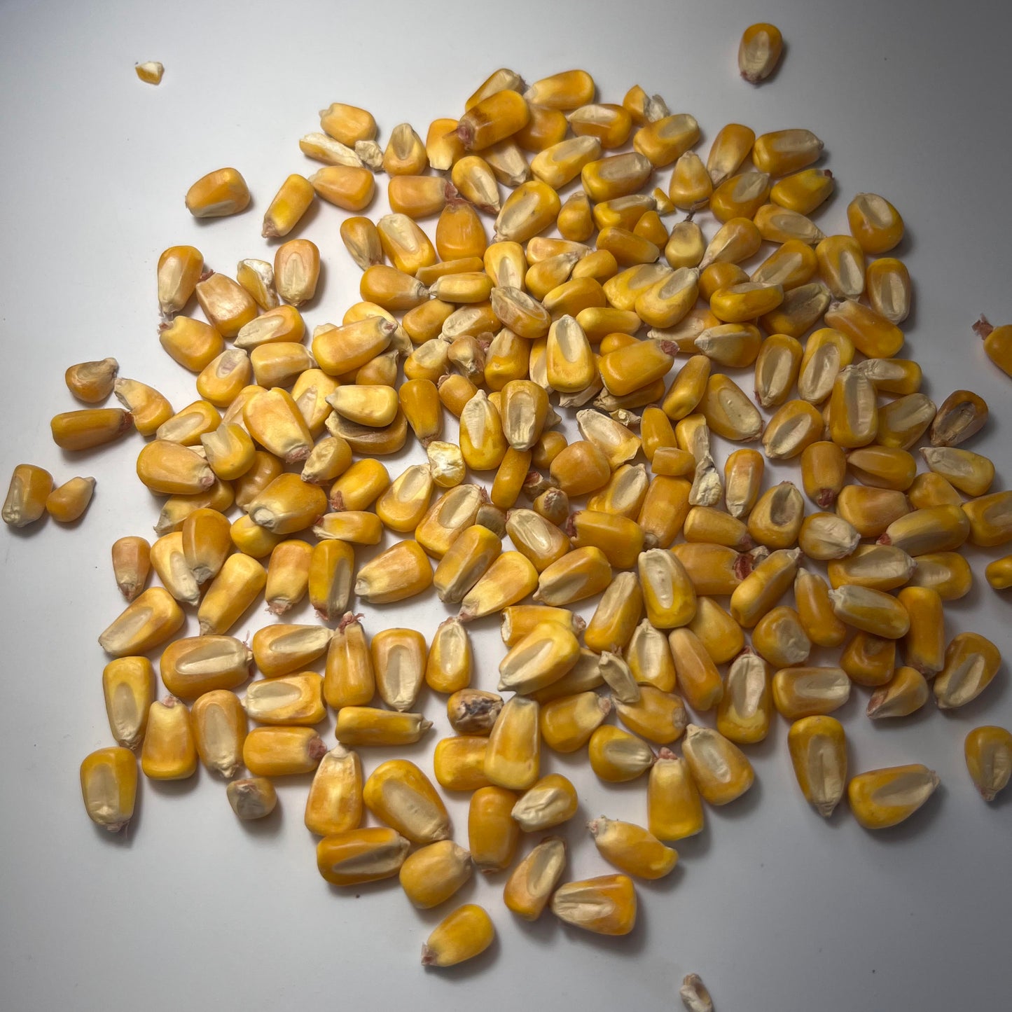 Whole Corn