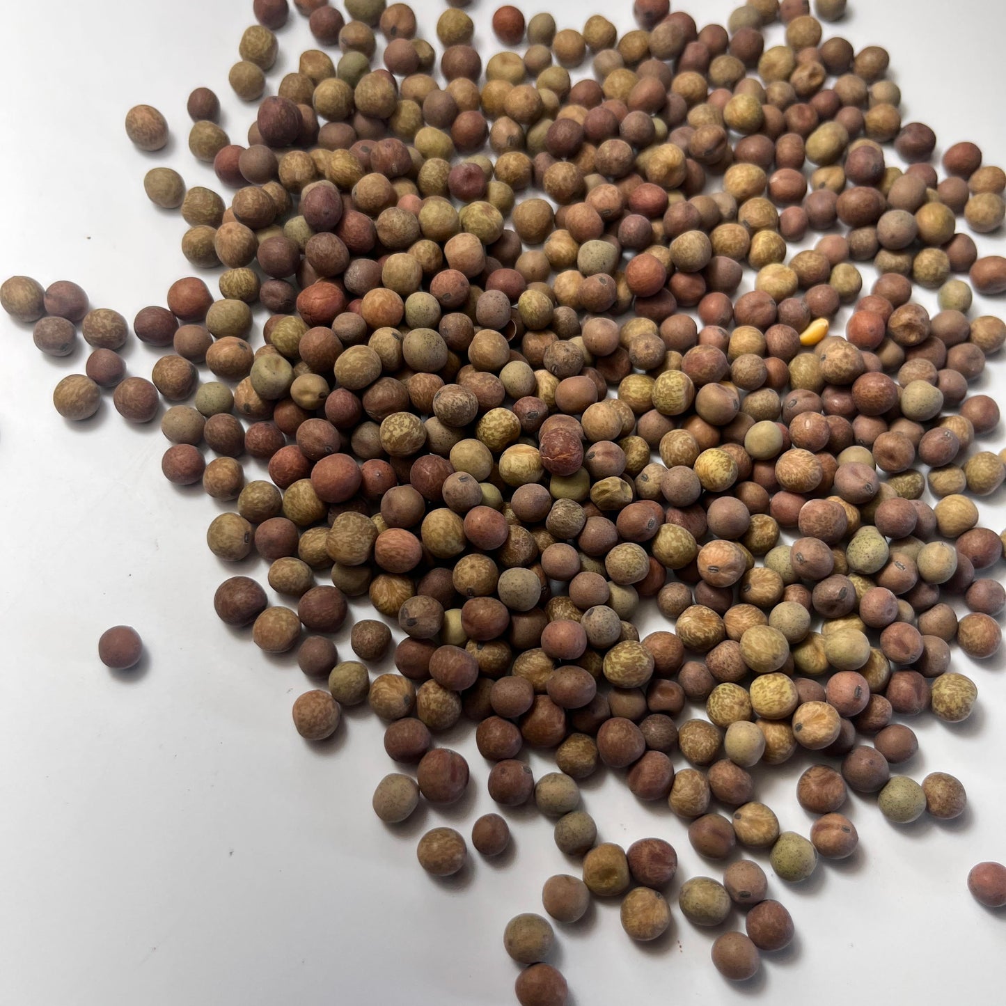 Austrian Winter Peas