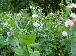The Frosted Field (Austrian Winter Peas, Wheat, Crimson Red Clover, Oats)