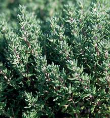 Winter Thyme